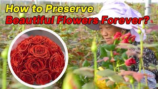 How to DIY a Preserve Rose  Production Process Exposed  Detailed Step by Step [upl. by Farrel942]