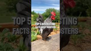 Top 5 interesting facts about roosters🐓 facts animals rooster [upl. by Arot]