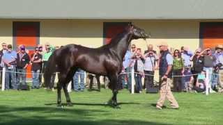 Exceed And Excels handsome son Kuroshio at the Northwood Park stallion parade [upl. by Nessim]