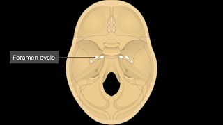 Mnemonics to remember structures that pass through foramen Ovale [upl. by Omidyar]