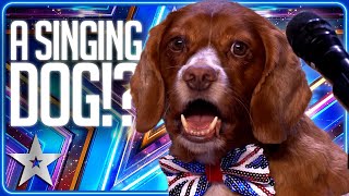 Dog SINGS Alesha Dixons Breathe Slow  Unforgettable Audition  Britains Got Talent [upl. by Kehsihba]