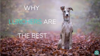 Why Lurchers Are The Best [upl. by Aylsworth70]