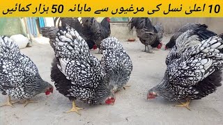 Poultry Farming Business  فینسی مرغیوں کا کاروبار  Silver Laced Whyndotte [upl. by Crespo]