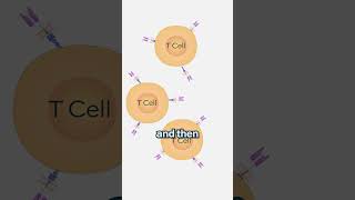 What is CART Cell Therapy [upl. by Falcone]