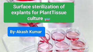 Surface sterilization of explants for PlantTissue culture 🧫 [upl. by Nylecoj157]