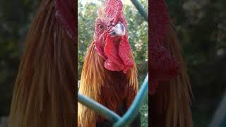 Gallic Rooster  Coq Gaulois 🐓 [upl. by Hamimej]