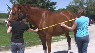 How To Measure For A Horse Blanket [upl. by Cousin]