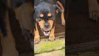 attack dogs barking viral rottweiler angry angryanimal rottweilerpuppy angrypuppy angrydog [upl. by Anerroc]