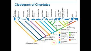 Biology Lecture 9 2E Cladogram of Chordates [upl. by Wexler]