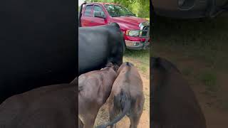 Someone is stealing groceries brangus cow cattle calf ranch cattleranch animals shortsfeed [upl. by Ahtnama]