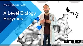 Enzymes Part 1  Structure function and rates  A Level Biology [upl. by Annotahs]