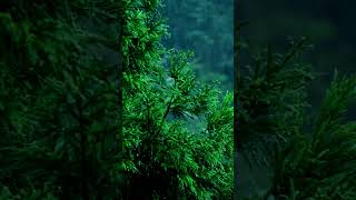 Rainfall on Lush Foliage shortsvideo [upl. by Schonthal806]