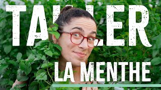 Comment tailler sa menthe  ✂️🌿✂️ tuto [upl. by Neerahs]