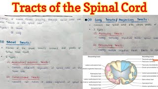 Neuroanatomy Descending Tract CNS Physiology Pyramidal Tract Spinal Cord Explanation  Mnemonic [upl. by Concoff870]