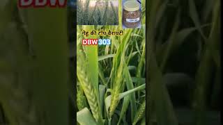 Wheat DBW 303 Variety 🌾। गेहूं की DBW303 वैरायटी 🌾🌾। भरपूर उत्पादन पायें।🌾 [upl. by Hertzog379]