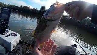 Black Bass en Float Tube [upl. by Ayenet]