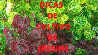 DICAS DE CULTIVO DE IRESINE [upl. by Euqinommod]