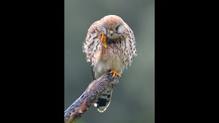 Les oiseaux du jardin noms cris et chants [upl. by Celestyn]