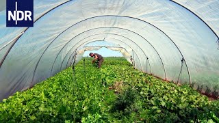 Regionale Landwirtschaft Wenn Essen wieder was wert ist  die nordstory  NDR Doku [upl. by Enaerb]