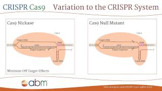 CRISPR Cas9  A Brief Introduction [upl. by Alika]