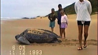 Leatherback Turtle Best footage EVER recorded on beach in daylight Very rare [upl. by Kyriako]