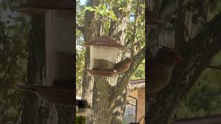 Female Cardinal makes appearance to bird feeder 2024 shorts [upl. by Silvio245]