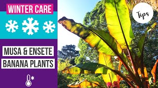 How to care for Musa amp Ensete banana plants in winter  Winterization [upl. by Siradal]