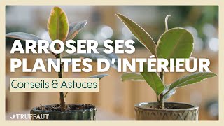 Comment bien arroser ses plantes dintérieur  Truffaut [upl. by Sothena]