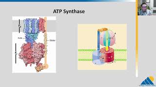 BIOL201 Ch74  Oxidative Phosphorylation [upl. by Ecaidnac]