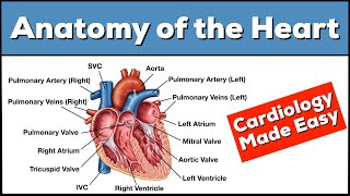 Anatomy of the Heart Structures and Blood Flow Cardiology Made Easy [upl. by Umeko]