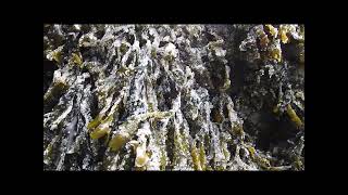 Herring Spawn at Foulger creek Howe Sound [upl. by Courtund]