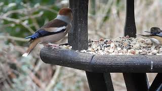 2024 February MY WILDLIFE Pair of Hawfinches [upl. by Ardnaxila]