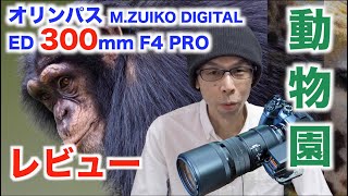 【動物園撮影レビュー】オリンパスMZUIKO DIGITAL ED300mm F40 PRO【超望遠レンズ】 [upl. by Atinaw714]