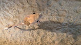 Adorable Jerboa Jumps for Attention  ViralHog [upl. by Fredelia]