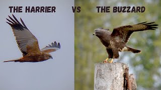 Marsh Harrier vs Common Buzzard [upl. by Yecal]