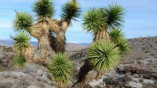 What are the Different Types of Yucca [upl. by Anceline]