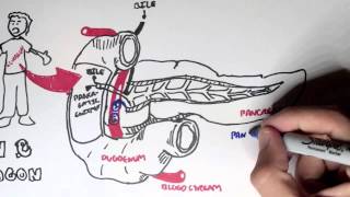 Insulin and Glucagon Overview [upl. by Paco673]