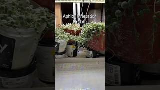 Aphids Update shorts plants indoorplant garden plantcare pestcontrol houseplant [upl. by Itak]