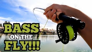 Fly Fishing For Largemouth Bass Urban Pond Bass Fishing [upl. by Noble42]