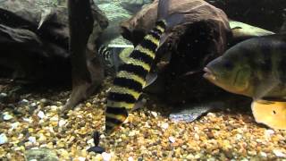 Leporinus fasciatus [upl. by Yddub]