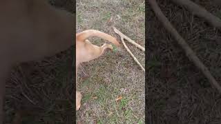 Dog uses forked water finding stick as new toy funny dog mydogiscoolerthanyours [upl. by Ednalrim]