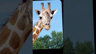 Giraffe sound effect [upl. by Natanoy673]