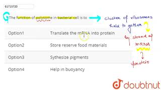 The function of polysome in bacterial cell is to [upl. by Freddie]