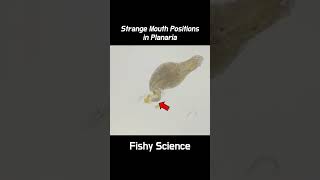 How Planarians Eat Their Feeds shorts [upl. by Eikcaj]