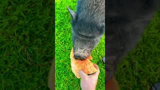 Potbelly Pig Devours Halloween Pumpkin [upl. by Llennoc]