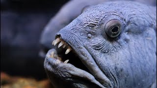 The Atlantic Wolffish Keystone Killer [upl. by Silohcin]