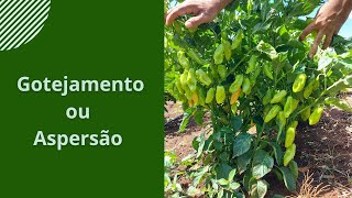 Qual é a melhor forma de irrigar a pimenta GOTEJAMENTO ou ASPERSÃO [upl. by Adrienne]