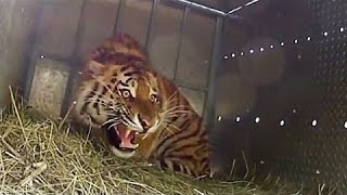 Extremely Rare  Four Siberian Tigers Released Into The Wild [upl. by Nuahsal909]