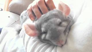 Chinchilla falling asleep being cuddled [upl. by Cochard]