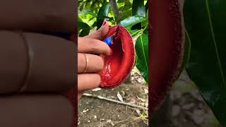 Mamey sapote lorito mameysapote [upl. by Diver59]